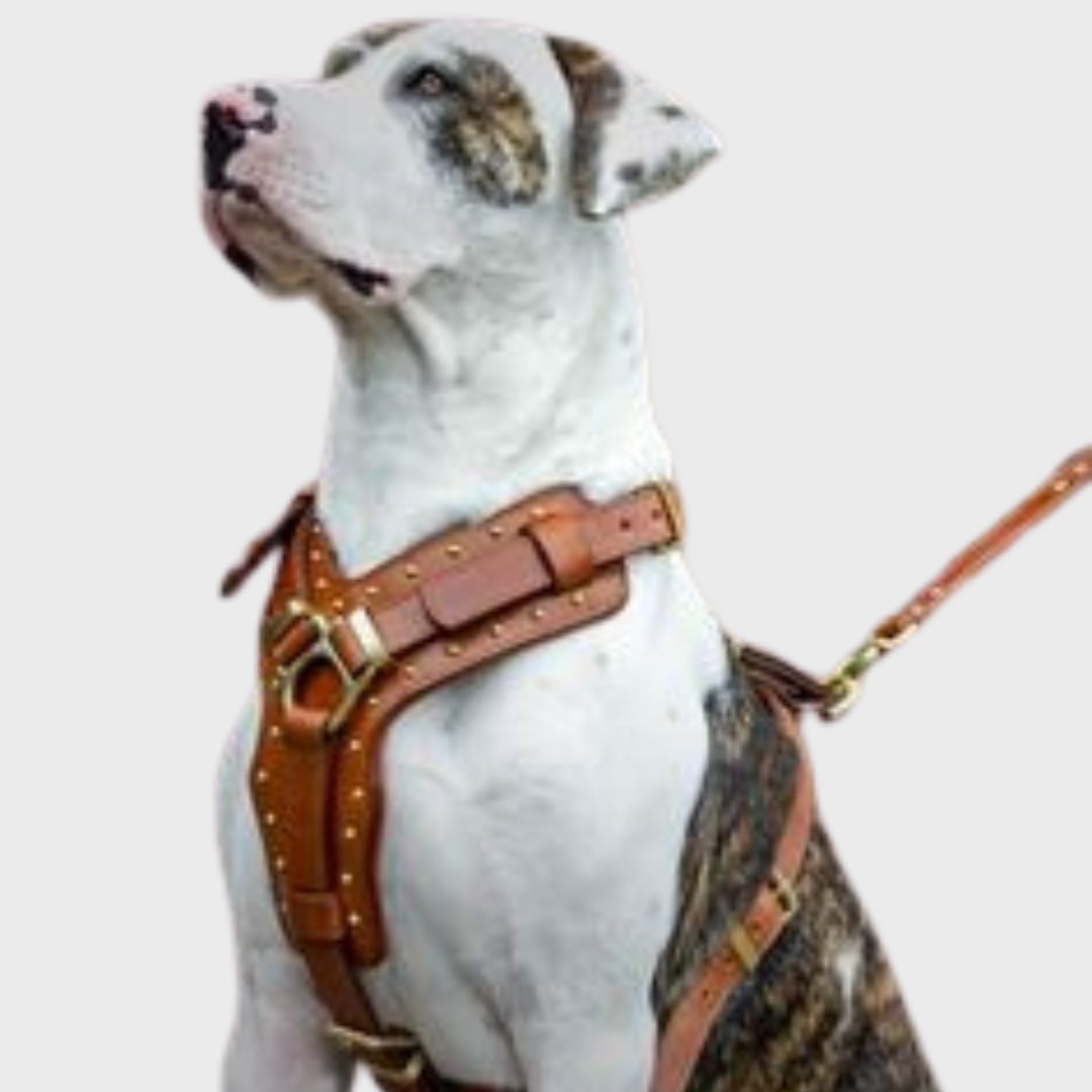 Abbey Brown Leather Pet Chest Harness with Lead