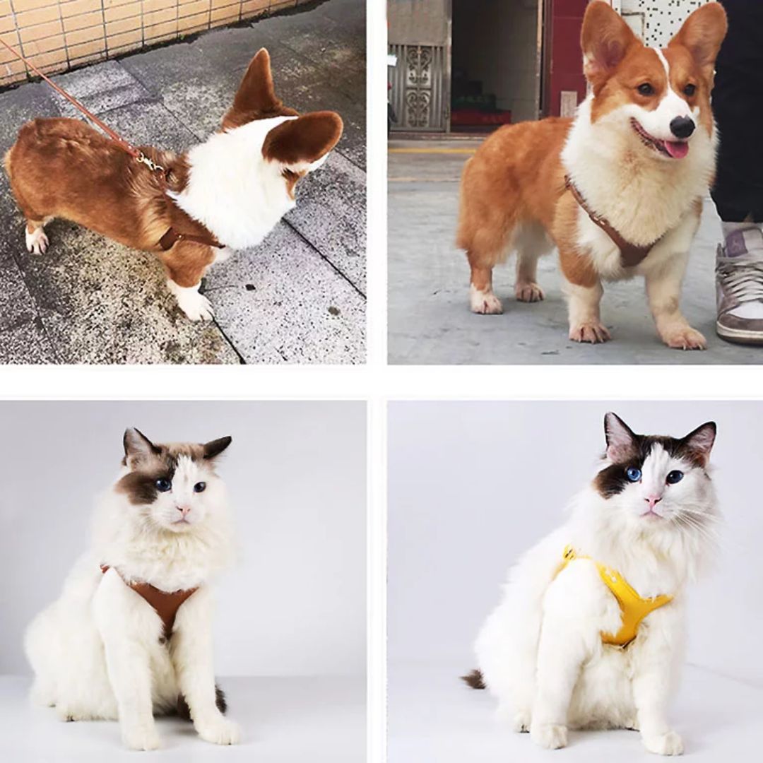 cats and dogs wearing leather harness - Ninetino